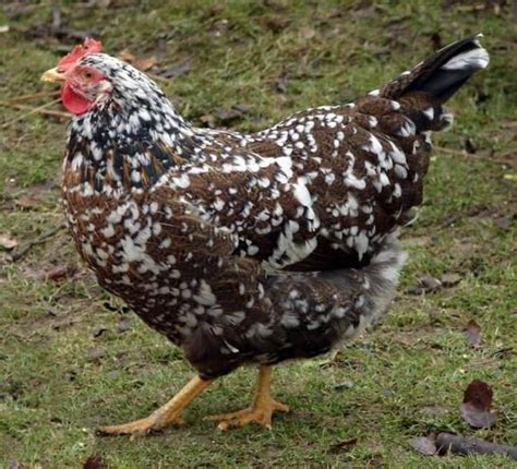 swedish chicks|Swedish Flower Hen: Complete Breed Profile .